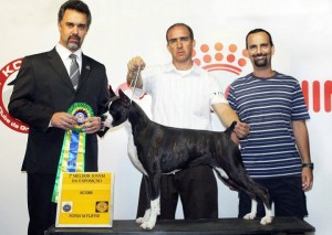 YAfÁ ganhando 2º de BEST IN SHOW JOVEM em BH.