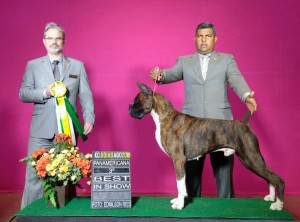 T-bone vencendo 3º de BEST IN SHOW no Kennel de Goias