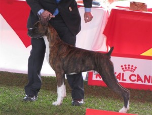 T-bone em pista com 6 meses no BH DOGWEEK 2014