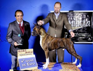 T-bone fazendo 4º BEST IN SHOW ADULTO em Curitiba com apenas 15 meses