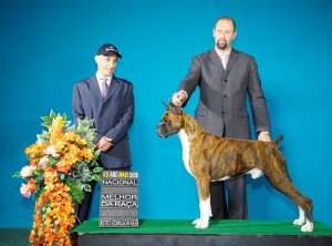 T-BONE vencendo a 1º exposição especializada da raca boxer do CBRB com o juiz criador Danilo Rossi