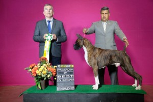 T-bone vencendo 2º de BEST IN SHOW em Goias