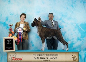 T-bone vencendo 2º de BEST IN SHOW no Kennel Clube do Triangulo