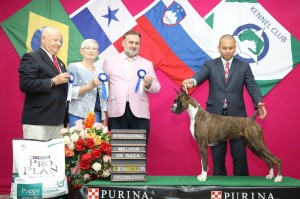 Brie - Mlehor da raca na exposição de Brasilia